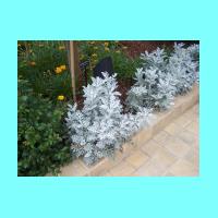 Conservatory 002.jpg